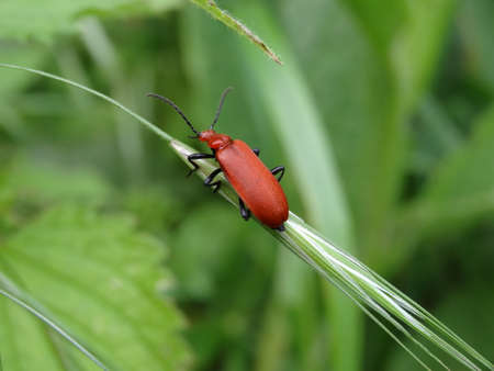 A closeup of a red beetle sitting on a blade of grass.の写真素材