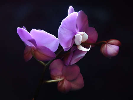 Beautiful purple orchid on a dark background. Close-up.の写真素材