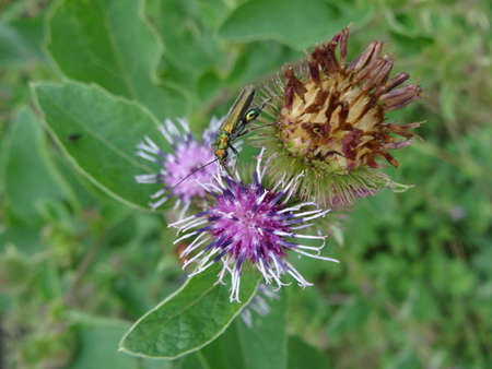 A fly sits on a flower of burdock in the summer.の写真素材