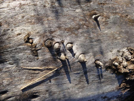 Wooden texture of a dead tree trunk with cracks and holes.の写真素材