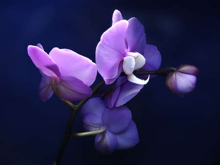 Beautiful purple orchid on a dark blue background, close-upの写真素材