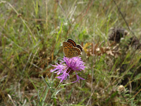 Butterfly on a purple flower. Centaurea scabiosaの写真素材