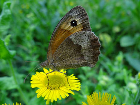 A closeup of a brown butterfly sitting on a yellow flower.の写真素材