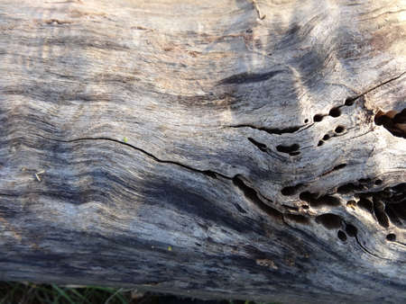 Old wood texture for background. Close-up of old wood texture.の写真素材