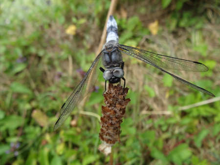 Dragonfly on a twig of a plant in the garden.の写真素材