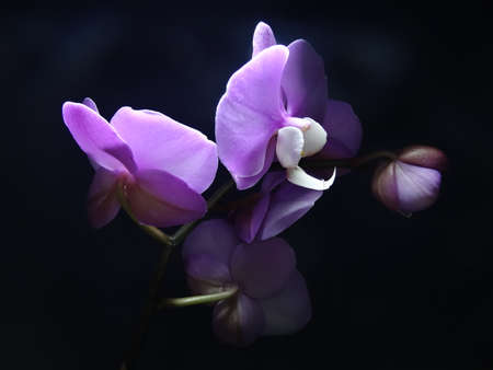 Beautiful purple orchid on a dark background. Close-up.の写真素材