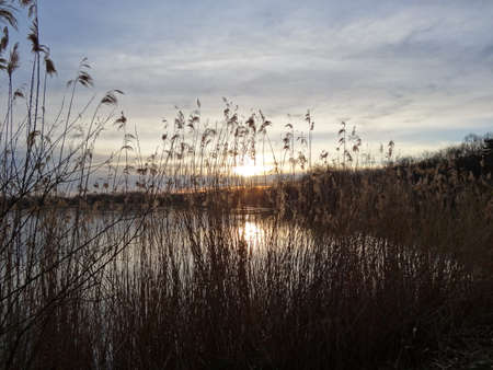 Sunset over the lake with reeds and reeds in autumnの写真素材