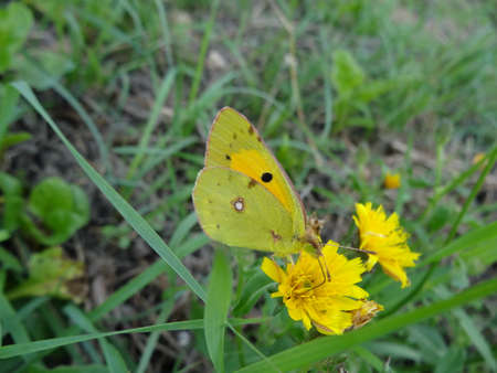 Yellow butterfly on a yellow flower in the grass. Yellow butterfly on a flower.の写真素材