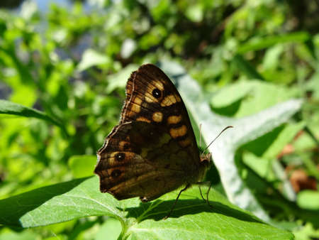 Butterfly on a green leaf in the sun. Close-up.の写真素材
