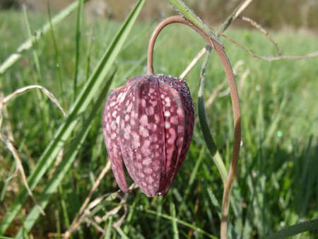 Fritillaria meleagris flower in the meadowの写真素材