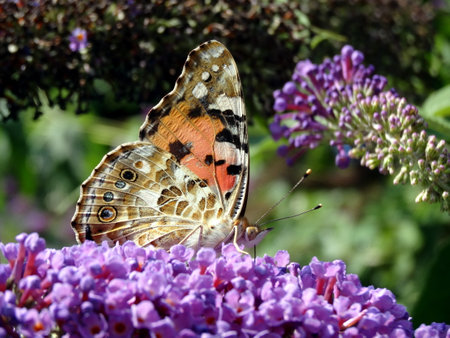 Butterfly of the thistle tortoise pollinating the flowers of a lilac.の写真素材
