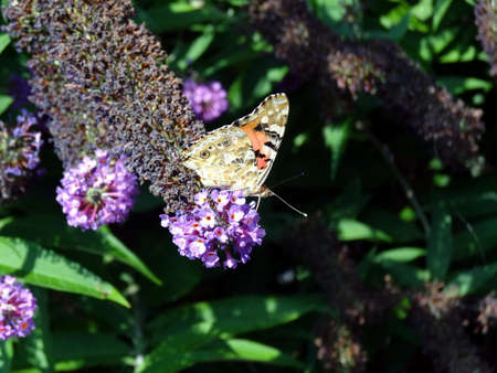Butterfly of the thistle tortoise pollinating the flowers of a lilac.の写真素材