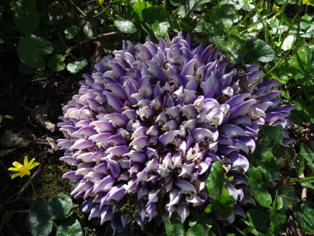 Purple crocus flower in the forest on a sunny spring dayの写真素材