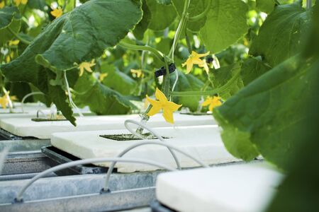 Closeup view of cucumber plants growing inside a modern greenhouse