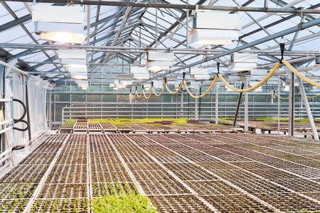 Salad plants growing inside a modern greenhouse in hydroponics