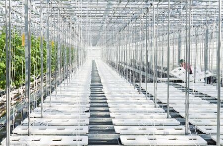 Worker prepairing new cucumber plants growing inside a modern greenhouseの写真素材