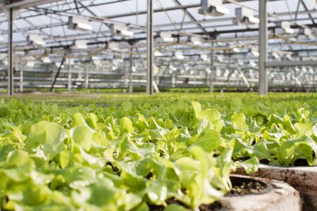 Closeup view of salad plants growing inside a modern greenhouseの写真素材