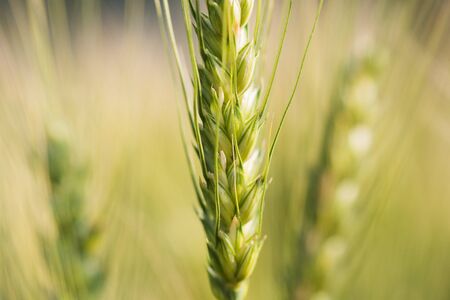 close-up of young wheat in the background of the field