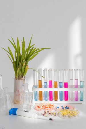 Herbicide-treated corn, suflowers, chick-pea seeds in a Petri dish are and sprouted seeds on a table with a dispenser and test tubesの写真素材