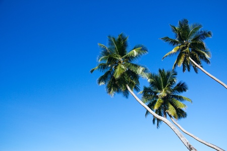 Group of three lopsided coconut palm trees against blue skyの写真素材