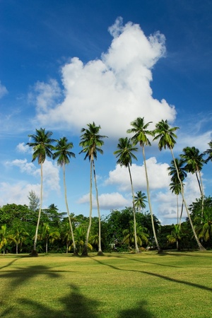 Field with tall coconut palm trees.の写真素材