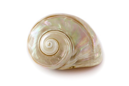 Beautiful spiral shaped sea shell on an isolated white backgroundの写真素材