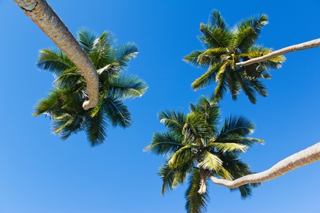 Three Coconut palms on bright blue sky background, low angle viewの写真素材