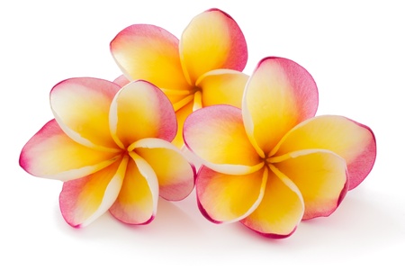 Frangipani, Plumiera rubra, isolated on white backgroundの写真素材