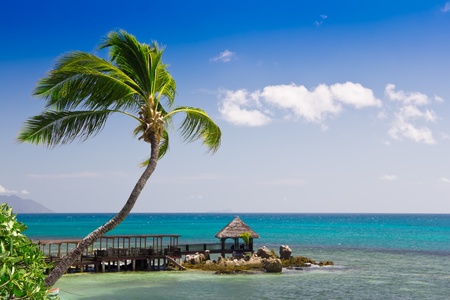 Tropical seascape panorama with coconut palm tree and long wooden deckingの写真素材