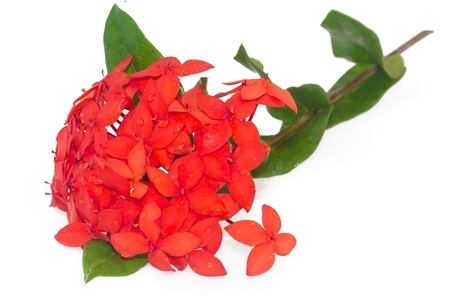 Red ixora coccinea flower, isolated on white backgroundの写真素材