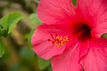 Vivid red hibiscus, close upの写真素材