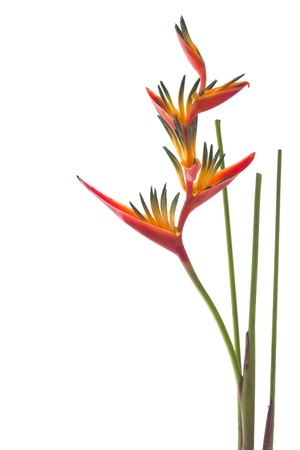 A Bird of Paradise flower, isolated on white backgroundの写真素材