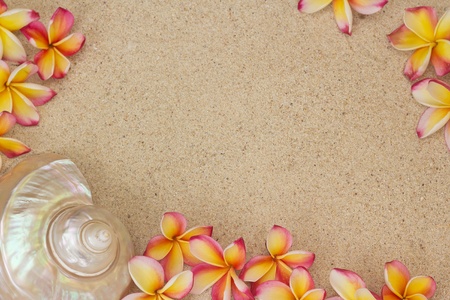 Group of frangipani, plumeria flowers with large sea shell on sandの写真素材