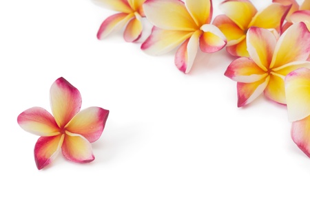Frangipani, plumeria, frangippani flower, isolated on whiteの写真素材