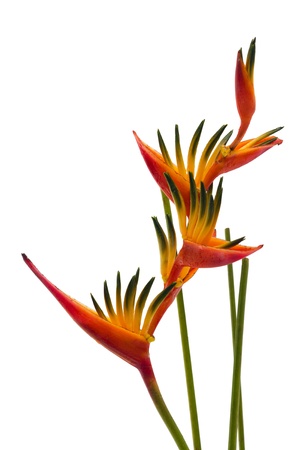 A Bird of Paradise flower, isolated on white backgroundの写真素材