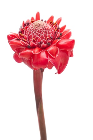 Single Tropical flower torch ginger (Etlingera elatior), against white backgroundの写真素材