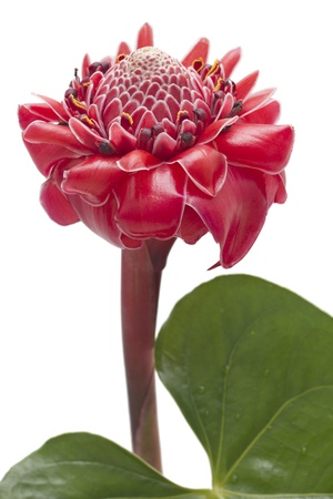Tropical flower torch ginger  Etlingera elatior , against white backgroundの写真素材
