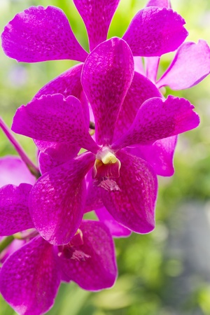 Purple orchid の写真素材