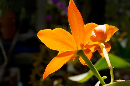Orange orchid, on dark backgroundの写真素材
