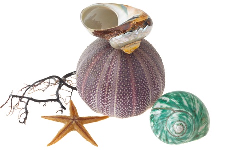 Seashells and starfish isolated on white backgroundの写真素材