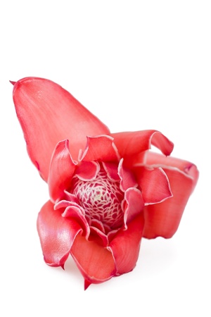 Tropical flower torch ginger  Etlingera elatior , isolated on white backgroundの写真素材