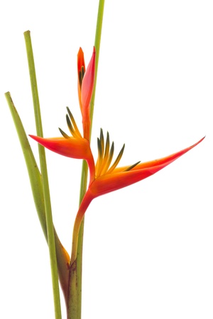 Tropical flower Bird of Paradise, isolated on white background の写真素材