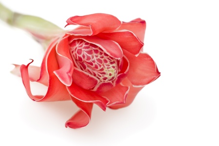 Tropical flower torch ginger  Etlingera elatior , isolated on white backgroundの写真素材