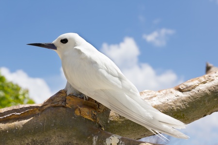 The White Tern Bird  or holy ghost bird - species Gygis alba , common Bird in Seychelles の写真素材