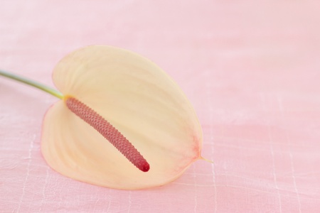 Pink and white Anthurium  Flamingo flower, Boy flower  on pink background の写真素材