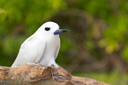 The White Tern Bird  or holy ghost bird - species Gygis alba , common Bird in Seychelles の写真素材