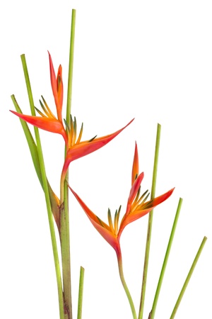 Tropical flower Bird of Paradise, isolated on white backgroundの写真素材
