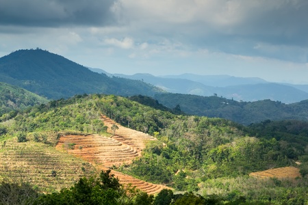 Mountains landscape with patter of tea plantations, of upper side Phuket island, Thailandの写真素材