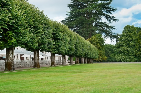 Tree line in the parkの写真素材