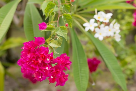 Pink Bougainvillea, Paper Flowerの写真素材